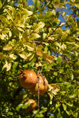 Silves (Algarve) Portugal. Fruit of the granda in the garden of the Castle of Silves