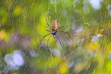 Golden spider