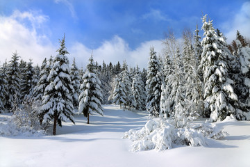 White snow covered spruces and blue sky in the Carpathian mountains.