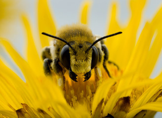 bee on a yellow flower