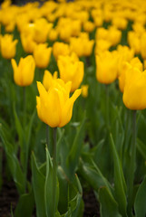  Many flowers in the spring in city parks please residents