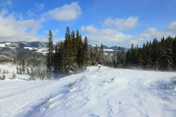 Fototapeta na wymiar Carpathian mountain landscape in winter. Winter forest in the Carpathian mountains in a blizzard.