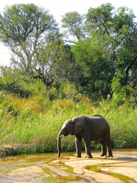 The famous Kruger National Park one of the oldest game reserves of the African continent with the world's largest collection of animal species in South Africa - DUR