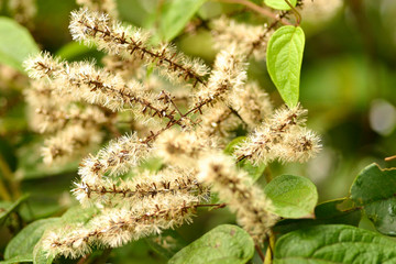 flores de árvore rústica do campo