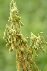 favos de soja de grande produtividade