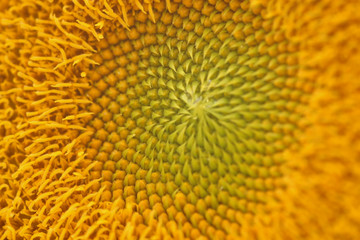 girassol close no centro da flor