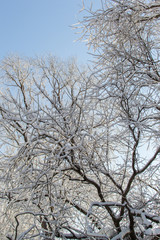 Fototapeta premium Tree branches in the snow against the blue sky on a Sunny day