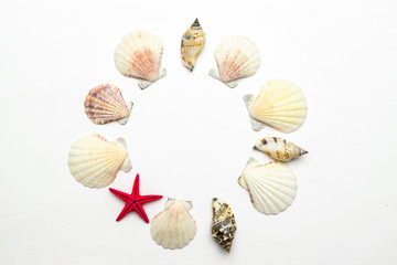 Shells pattern. Trendy natural organic color Sea shell with starfish and shells in shape frame. Summer background. Top view with copy space.