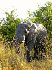The famous Kruger National Park one of the oldest game reserves of the African continent with the world's largest collection of animal species in South Africa - DUR
