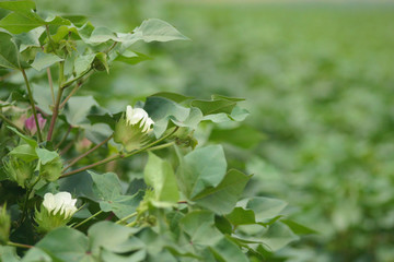 flor de algodão desabrochando
