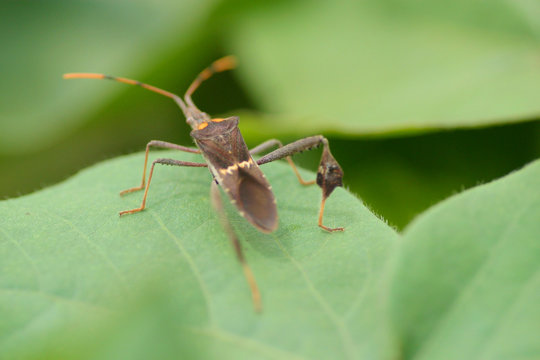 percevejo na folha de soja