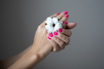 Woman hands with perfect pink manicure hold a cotton flower