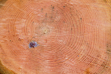 Tree rings in the orange wood of an Oregon Pine (Pseudotsuga menziesii)