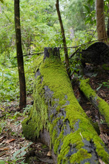 Moss on rotten timber in the forest.   