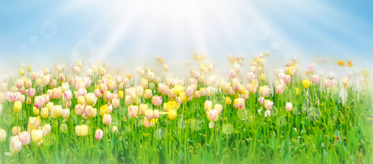 Fototapeta na wymiar Spring flowers, pink background. Blossom tulips on blue and pink background. Sunbeams and bokeh over a blur banner, header or billboard. Valentine, love, Mothers day, wedding, summer and springtime.