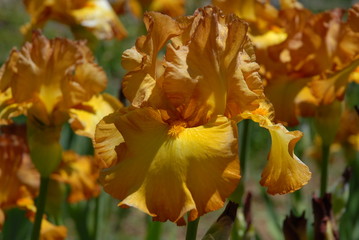 Obraz premium Tall bearded iris, Instant Smiles