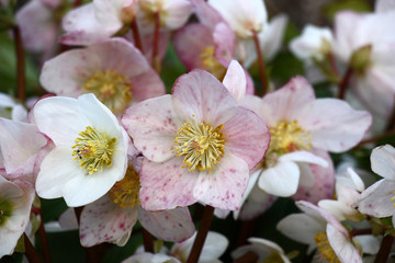The day winter sun lights fresh flowers of a helleborus niger with bright white and pink petals.