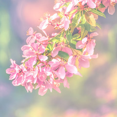 Spring flowers, floral background. Blossom tree over gentle soft blue and pink background. Sunbeams and bokeh over a blue sky, flowering branches. Sunny day, summer, springtime.