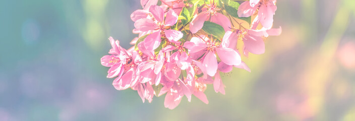 Spring flowers, floral background. Blossom tree over gentle soft blue and pink background. Sunbeams and bokeh over a blue sky, flowering branches. Sunny day, summer, springtime.