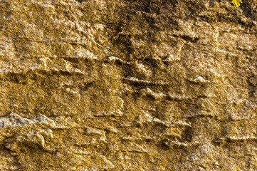 Lichen lit by late afternoon sun on stone wall