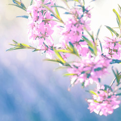 Spring flowers, floral background. Blossom tree over gentle soft blue and pink background. Sunbeams and bokeh over a blue sky, flowering branches. Sunny day, summer, springtime.