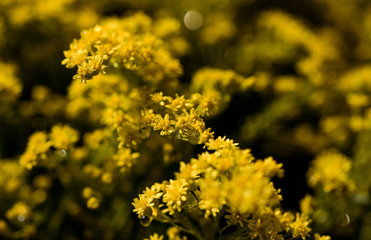 Elegant artistic closeup inflorescence of Solidago flower also known as goldenrods.
