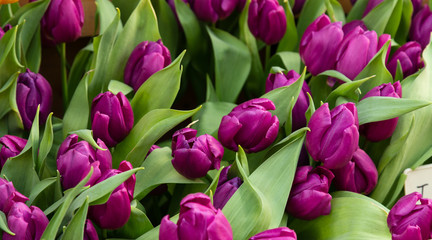 Obraz premium Tulipan. Piękny bukiet tulipanów. kolorowe tulipany. tulipany na wiosnę, kolorowy tulipan