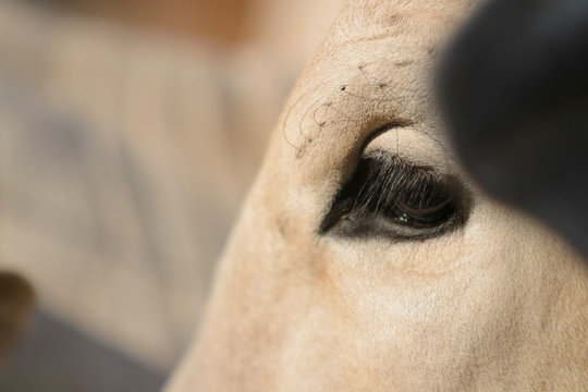 cilios de boi em close no animal da ra&ccedil;a Nelore