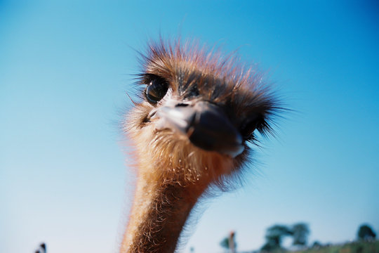 cabeça de avestruz com foco restrito, fundo de céu azul