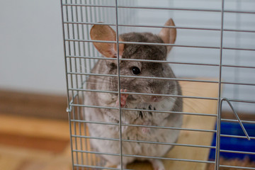 chinchilla in a cage in the room