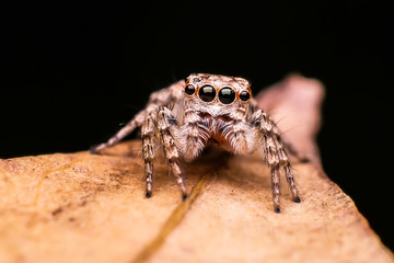 Closed up macro : Hylus jumping spider sitting on brown leave. Focus on eyes. Beautiful and nice action. Natural and animal life concept