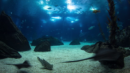 Fishes in Lisbon Oceanarium with rocks, Portugal timelapse