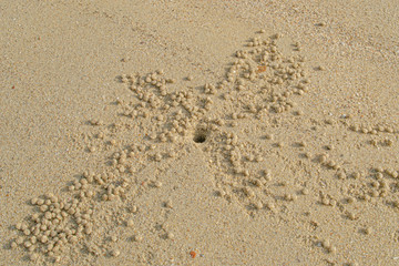 Sand bubbler crab and balls of sand