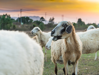 White sheep on the farm with beautiful sunset in background.Many vietnamese sheep in the village walking around in field landscape. Farm animals concept.Vung Tau,Vietnam