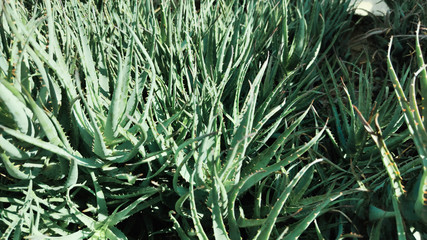 Aloe vera is tropical green plants tolerate hot weather. A close up of green leaves, aloe vera. Aloe vera is a very useful herbal medicine for skin care and hair care