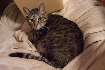 毛布の上のキジトラ猫