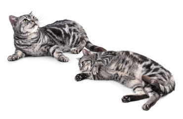 Cat  isolated on white background