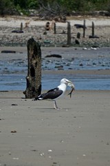 Brooklyn, New York: Herring gull - L. argentatus - has caught a fish at Bottle Beach, the western shore of Dead Horse Bay.