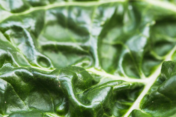 Close up of a organic and homegrown swiss chard leaf.