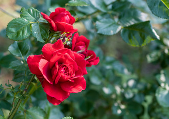 Bright red roses with buds on a background of a green bush. Can be used as a greeting card with Women's Day, Mother's Day, birthday or gardening, floriculture or background with copy space for text