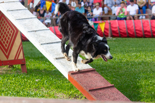 Quimbaya, Quindio / Colombia. July 21, 2017. Panaca an Agricultural Theme Park that fosters the interactivity of man with nature and domestic zoology.
