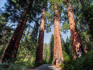 Blonde girl admires Giant Sequoia (Sequoiadendron giganteum) trees in Giant Forest of Sequoia National Park in the U.S. California. © arkanto