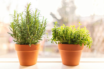 Two pots with fresh homegrown herbs in a window sill
