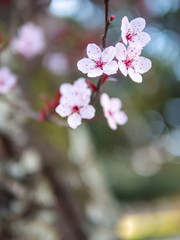 Naklejka na ściany i meble close up of a plum tree flower