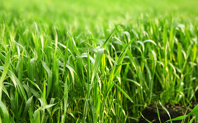 Spring awakening. Fresh grass grows from ground
