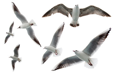 Set of seagulls flying isolated on white background. Birds collection isolated on white. Group of...
