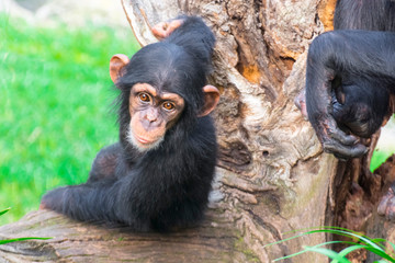 Obraz na płótnie Canvas A young western chimpanzee is resting on a tree