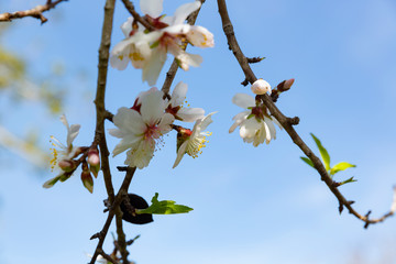 Beautiful flowers of five petals in white or pink tones, from which the fruits and their seeds will later emerge. They are the almonds of Mallorca.