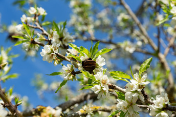 Beautiful flowers of five petals in white or pink tones, from which the fruits and their seeds will later emerge. They are the almonds of Mallorca.