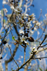 Beautiful flowers of five petals in white or pink tones, from which the fruits and their seeds will later emerge. They are the almonds of Mallorca.